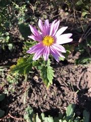 Senecio glastifolius