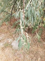 Elaeagnus angustifolia