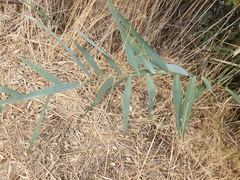 Phragmites australis