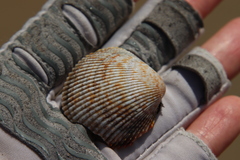 Dallocardia quadragenaria