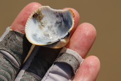 Dallocardia quadragenaria