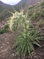 Cirsium funkiae