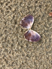 Donacidae