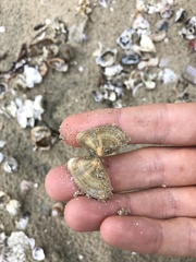 Donacidae