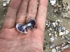 Donacidae