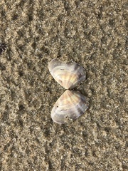 Donacidae
