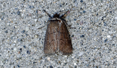 Sympistis stabilis