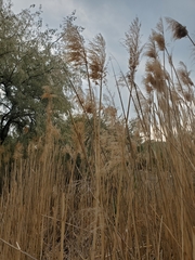 Phragmites australis