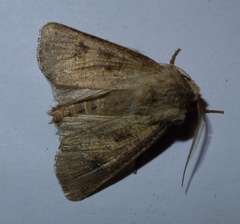 Agrotis clavis