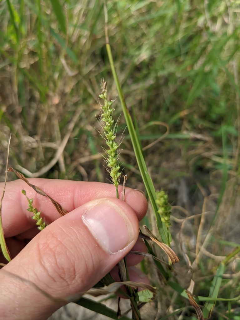 Texas Bristle Grass
