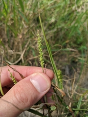 Setaria texana