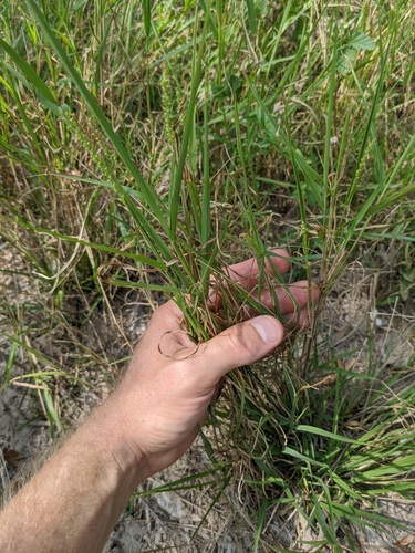 Image of Setaria texana by (c) Cleveland Powell, some rights reserved (CC BY)