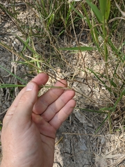 Setaria texana