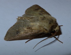 Agrotis clavis