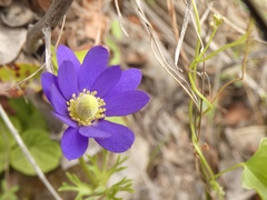 Anemone decapetala