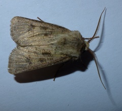 Agrotis clavis