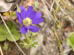 Anemone decapetala