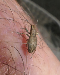 Sitona lineatus