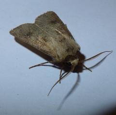 Agrotis clavis