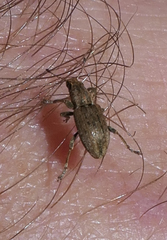 Sitona lineatus