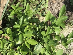 Citrus × microcarpa