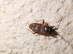 Eremocoris fenestratus