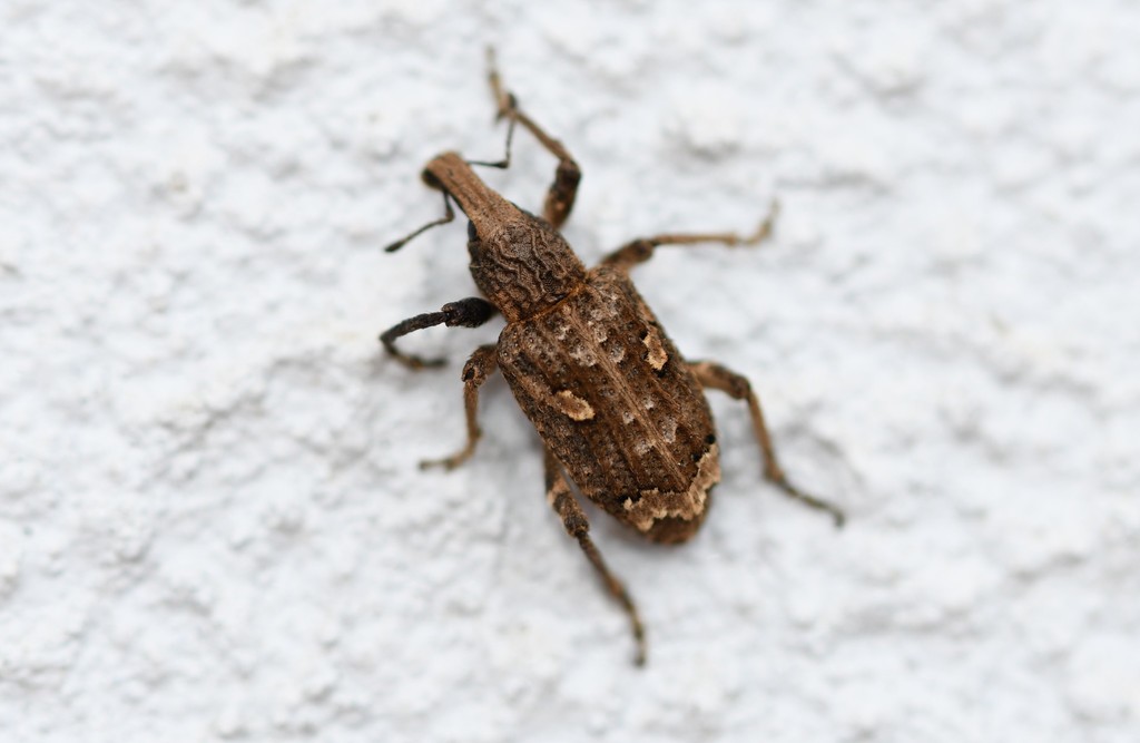 Rhytideres plicatus
