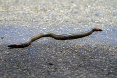 Uropeltis rubromaculata