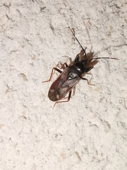 Eremocoris fenestratus