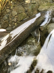 Salvelinus malma