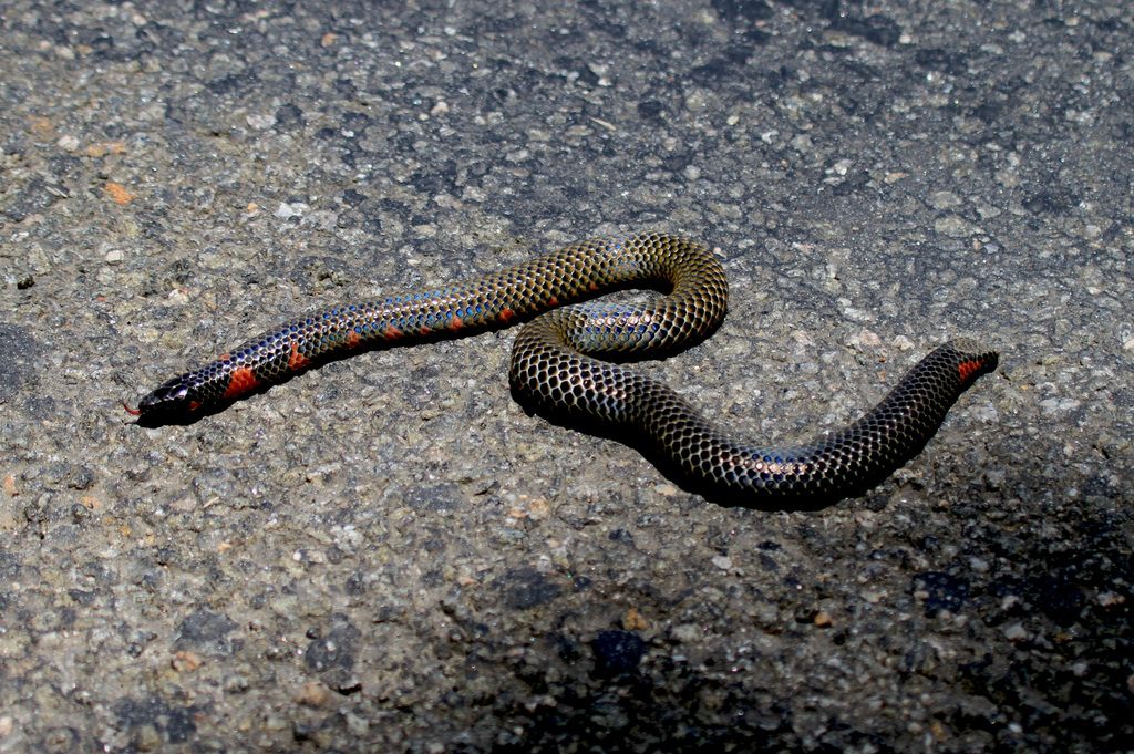 Red-Spotted Earth Snake