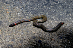 Uropeltis rubromaculata