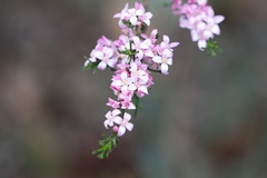 Zanthoxyloideae
