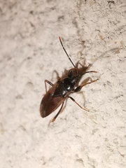 Eremocoris fenestratus