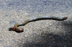 Uropeltis rubromaculata