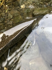Salvelinus malma