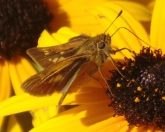 Polites themistocles