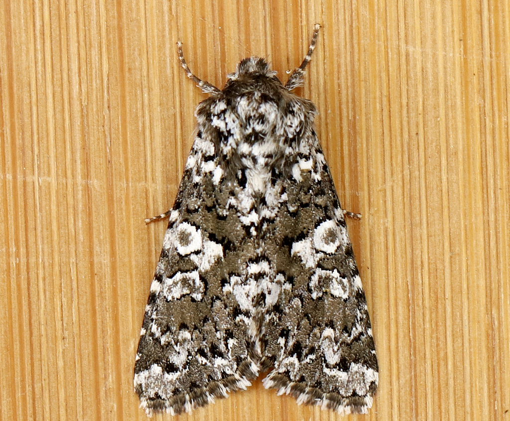 Variable Capsule Moth
