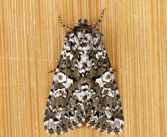 Hadena variolata