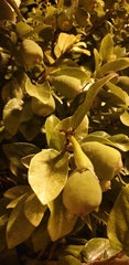 Angiospermae