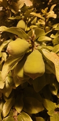 Angiospermae