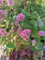 Gomphrena globosa