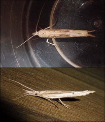 Ypsolopha mucronella