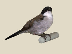 White-Breasted Nigrita photo 3