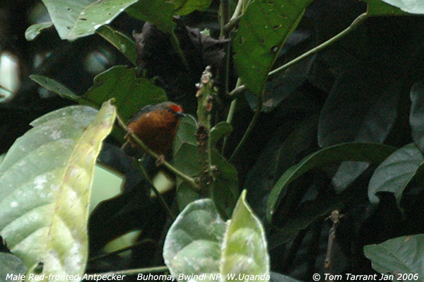 Antpeckers