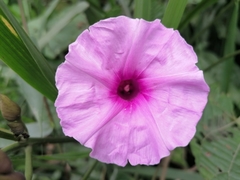 Ipomoea philomega