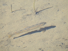 Salmo trutta fario