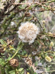 Pterocaulon serrulatum
