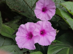 Ipomoea philomega