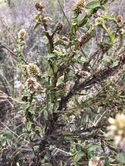 Pterocaulon serrulatum